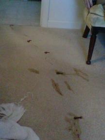 Blood Tracked Through Bedroom - Before